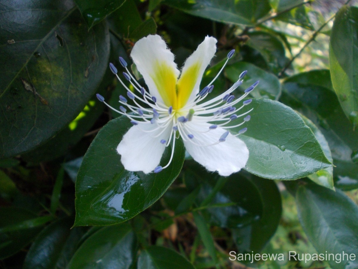 Capparis brevispina DC.